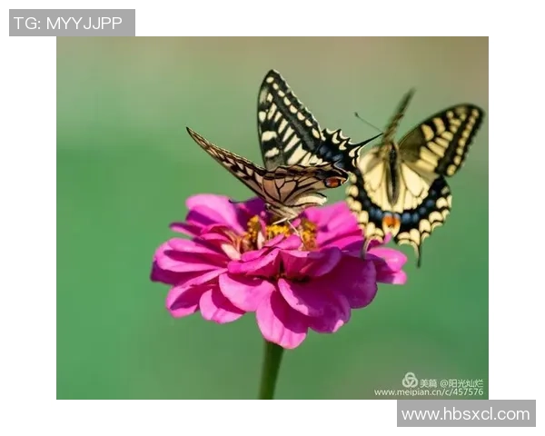 攀岩高手张伟分享成功秘诀与训练心得的独家专访